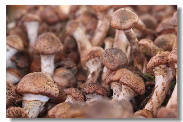 燃气锅炉的效率怎么盘算？？